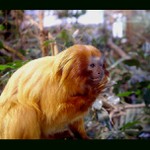 Švédsko - Stockholm, Skanzem (4)