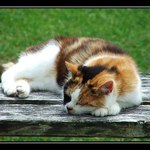 takhle se odpočívá v Irsku