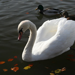 ach jo, jesen prichadza