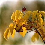 Podzimní nálady II