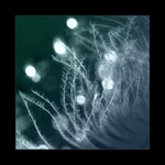 ...snění o jemnosti...