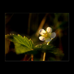 když byl čas jahod nezralých...