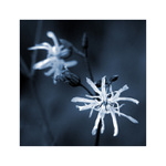 zůstaly nám jen na obrázkách