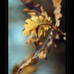 ještě nás listopad nesetřásl...