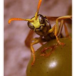 Raňajky (snídaně)