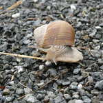 šnečku, šnečku vystrč růžky :)