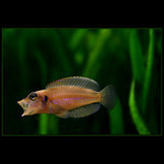 Neolamprologus ocelatus gold