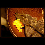 Ancistrus sp. samec s jikrami