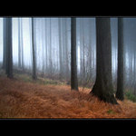 V rezavém kožíšku