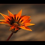 Gazánečka zepředu