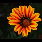 Ještě podzimní kytička