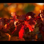 Podzimní červeň