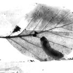 podzim II
