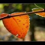 Jesenná nálada III