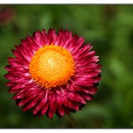 vzpomínka na léto II. - slaměnka