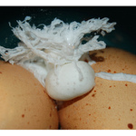 co se skrývá pod hladinou :)