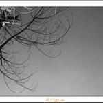 ***ENIGMA***