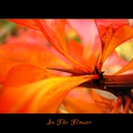 In the flower