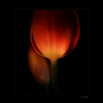 Tulipánové túlenie