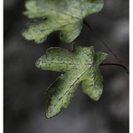 ~podzim a jeho zelená~