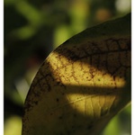 ~podzim a jeho žlutá~