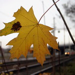 Revizorovo blues o falešné jízdence