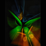 Birdwing Butterflies