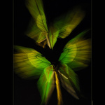 Golden-green birdwings