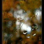 Dušičková variace - konec babího léta