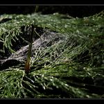 galaxie v mezipatře