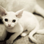 devon rex