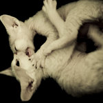 naše milá zvířena - devon rex