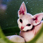 Aiko Chillichilli*CZ