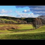 Krajinka s břízami