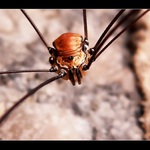 Sekáč Leiobunum limbatum