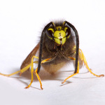 Ještě učesat a musím letět...