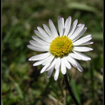 slečna Sedmikráska