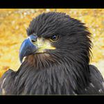 Orel Královský III.