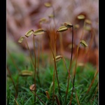 Strážci v mechu...