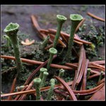 Komíny ve světě mechu