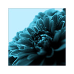 Z ľadového kráľovstva