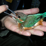 ledňáček říční