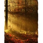 listopadová romance II.