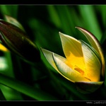 Tulipán