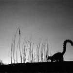 lemur