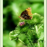 zelená je dobrá :)