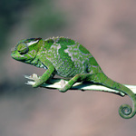 chameleon
