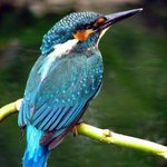 Ledňáček říční