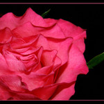 ruza alebo trochu sviezej farby do pochmurnej jesene...