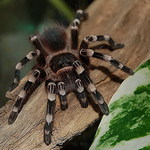 Accanthoscuria geniculata